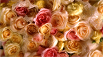 Fond d'écran gratuit de Fleurs - Roses numéro 63619